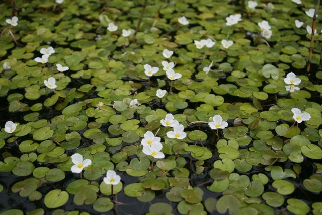 piękne kwiaty żabiścieku pływającego